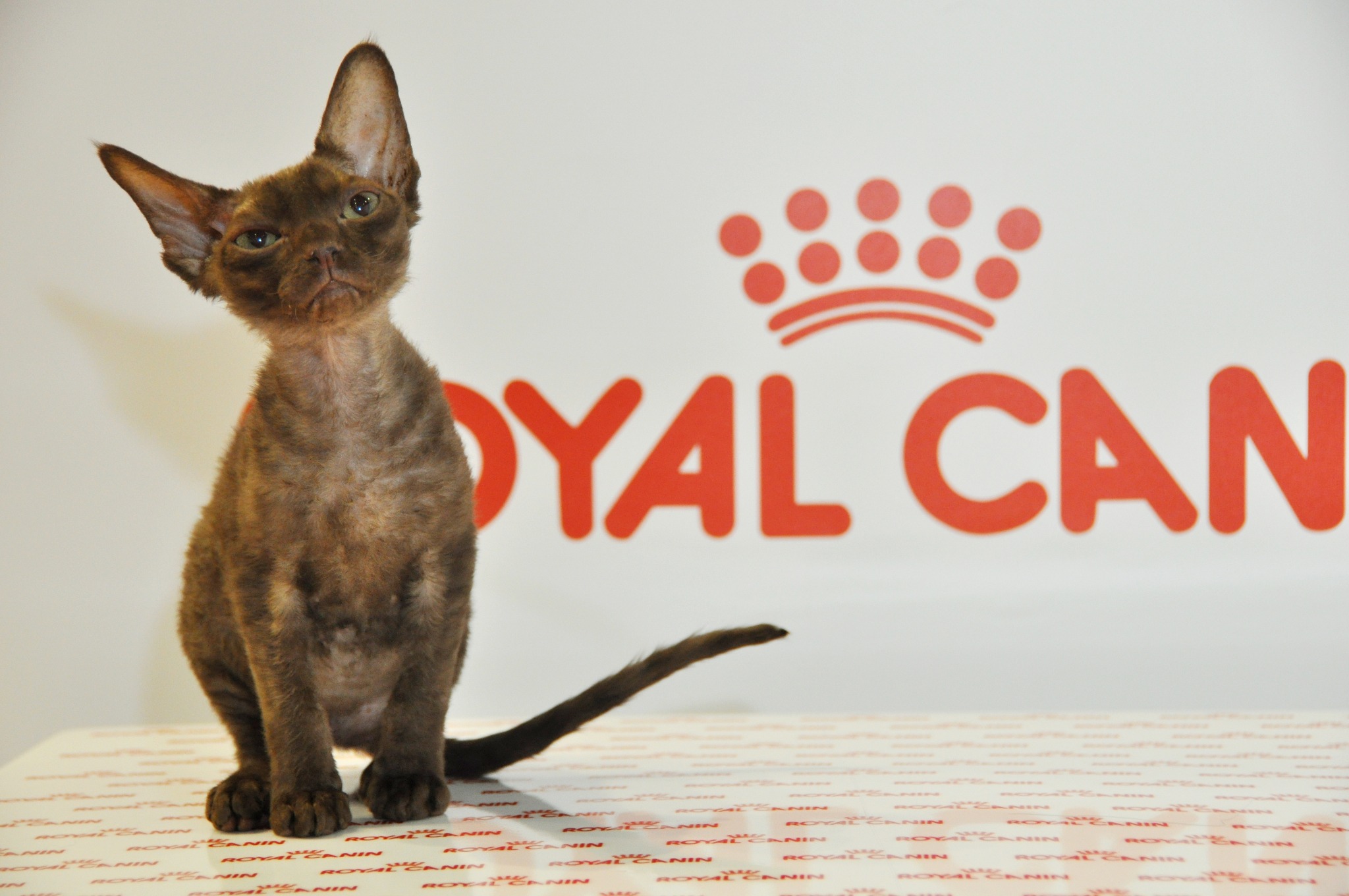 В Москве прошла «ГРАН-ПРИ ROYAL CANIN – 2014»