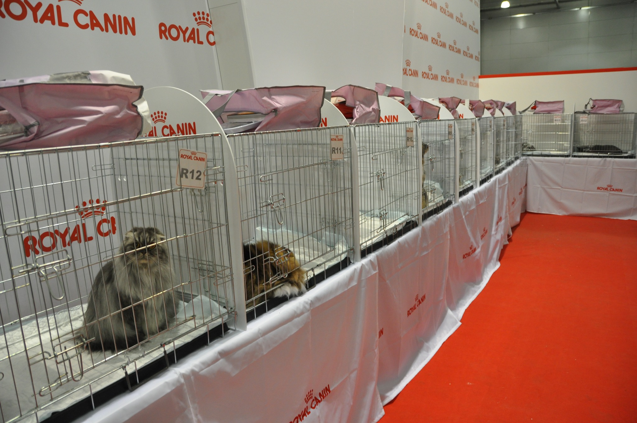 В Москве прошла «ГРАН-ПРИ ROYAL CANIN – 2014»
