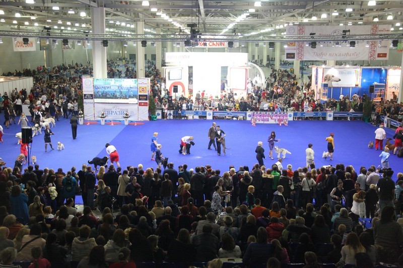 Интернациональная выставка собак «Евразия – 2015»